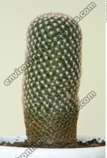 Cactus 0004