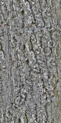 Seamless Bark