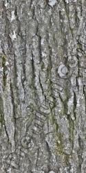 Seamless Tree Bark