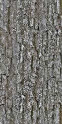 Seamless Bark