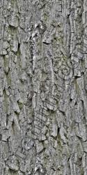 Seamless Bark