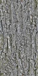 Seamless Bark