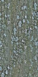 Seamless Bark