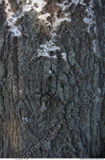 Trees Bark 0003