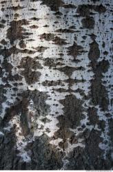 Tree Bark