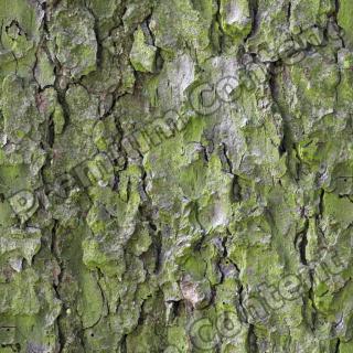 Seamless Bark 0001