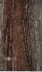 Tree Bark