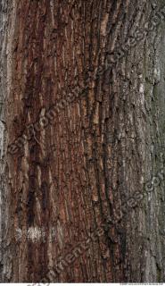 Trees Bark 0031