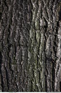 Trees Bark 0012