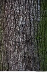 Tree Bark