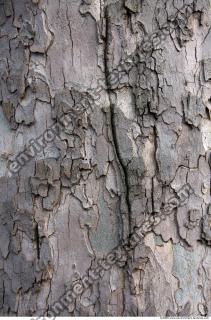 Trees Bark 0025