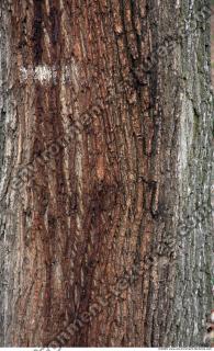 Trees Bark 0032