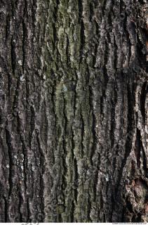 Trees Bark 0011