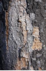 Tree Bark