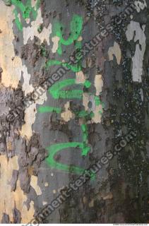 Trees Bark 0026