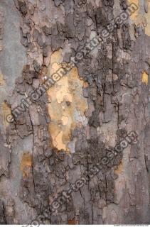 Trees Bark 0023