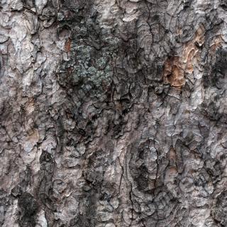 Seamless Bark 0001