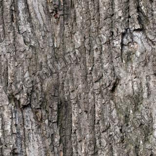 Seamless Bark 0001