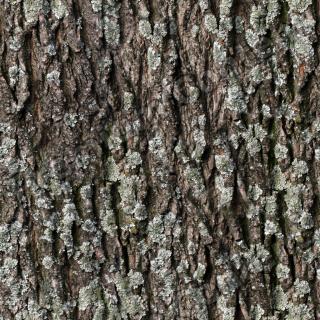 Seamless Bark 0001