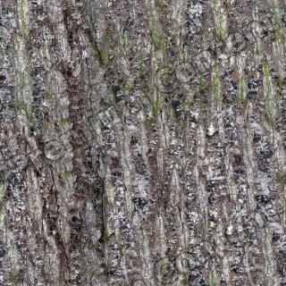 Seamless Bark 0001