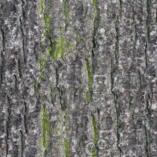 Seamless Bark 0001