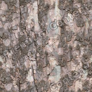 Seamless Bark 0001