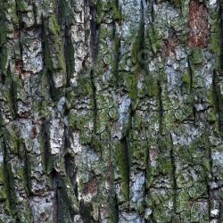 Seamless Bark