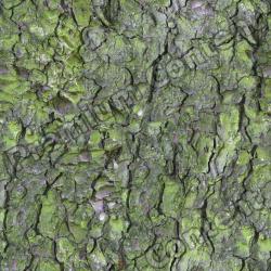 Seamless Bark