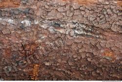 Tree Bark