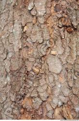 Tree Bark