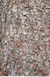 Tree Bark