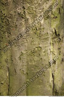 Trees Bark 0029