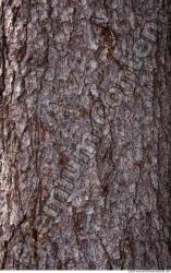 Tree Bark