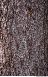 Trees Bark 0034
