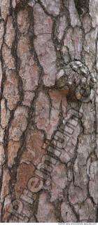 Trees Bark 0051