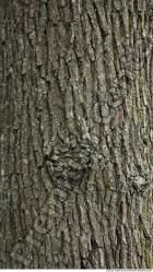 Tree Bark