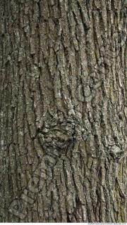 Trees Bark 0044