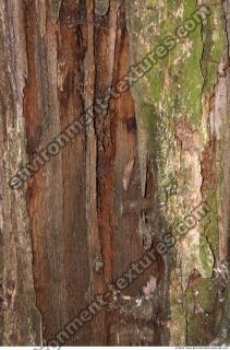 Trees Bark 0022