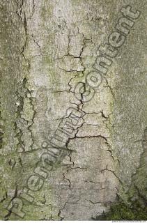 Trees Bark 0047