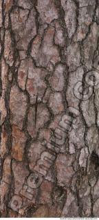 Trees Bark 0052
