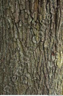 Trees Bark 0043