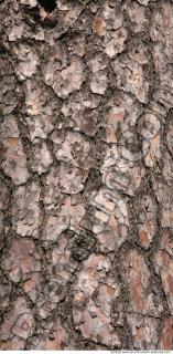 Trees Bark 0056