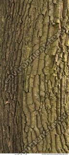 Trees Bark 0011