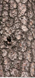 Trees Bark 0057