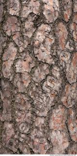 Trees Bark 0055