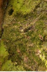 Mossy Rock