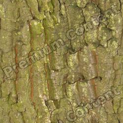 Seamless Tree Bark