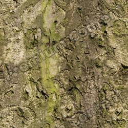 Seamless Tree Bark