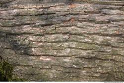 Tree Bark