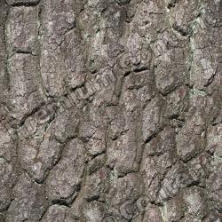 Seamless Tree Bark